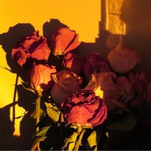 Meet your Posher, Bella